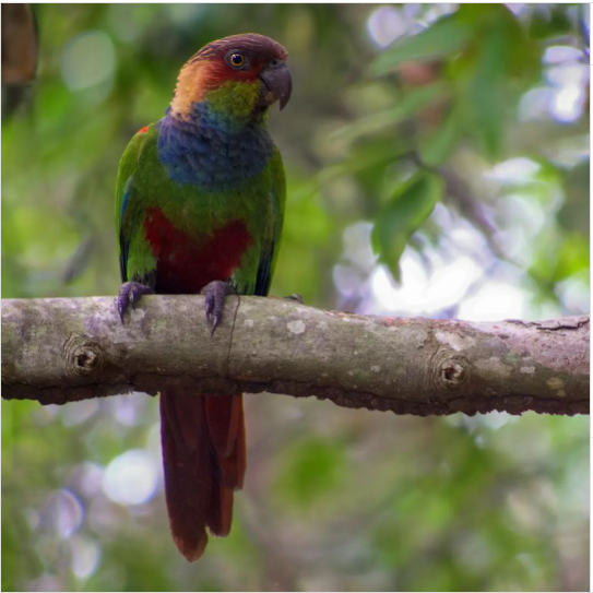 Aves do Perd oferece conexão direta com a natureza