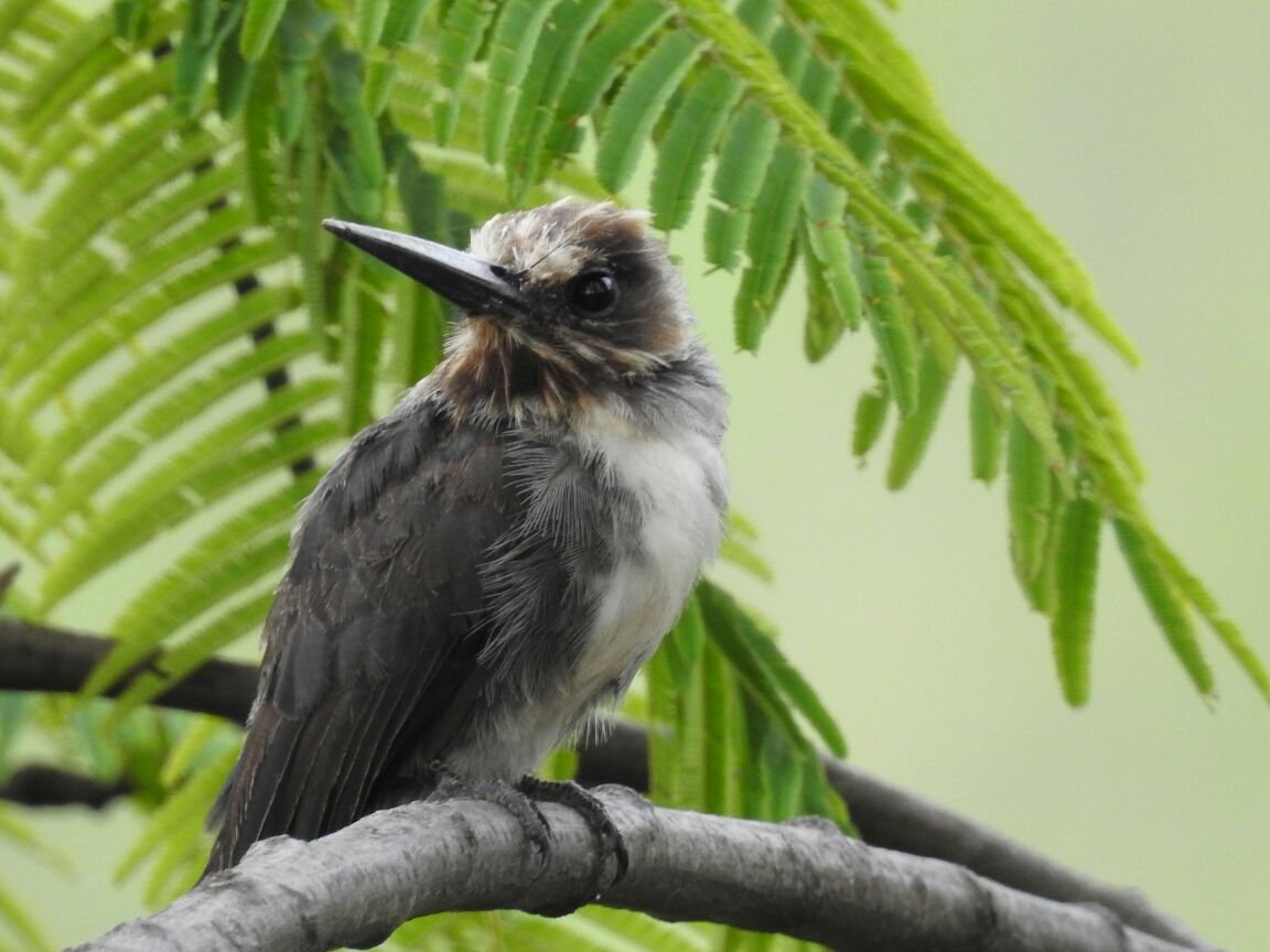 Aves do Parque Estadual do Rio Doce são destaque em São Paulo